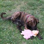 SPOT Tabbie Lambie Calming Dog Toy, 12in