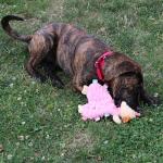 SPOT Tabbie Lambie Calming Dog Toy, 12in