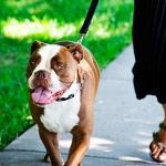 Herm Sprenger Prong Collar for Dog Training with Easy Quick Release Buckle - German Made Dog Collar with Chrome Plated Steel 3.0mm Prongs for Large - Extra Large Dogs (20-25" Neck)