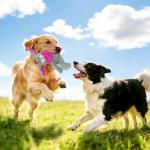 Squeaky Plush Dog Toys for Chewing Fun