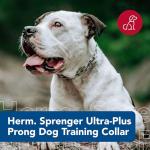 Herm Sprenger Chrome Prong Training Collar, 20
