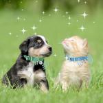 Adjustable Pink Dog Collar for Teacup Puppies