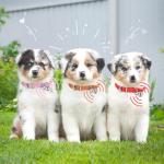 Adjustable Pink Dog Collar for Teacup Puppies