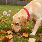 Adjustable Red Reflective Dog Collar with Safety Buckle
