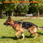 Adjustable Red Reflective Dog Collar with Safety Buckle