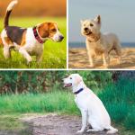 Adjustable Red Reflective Dog Collar with Safety Buckle