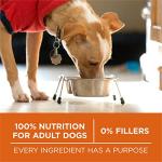 Purina ONE Healthy Weight High-Protein Dog Food