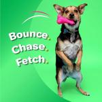 Hartz DuraPlay Squeaky Dog Toy - 3 Pack