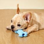 Cute Blue 6 Pack Chew Toys for Puppies
