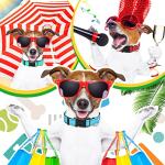 12 Pack Reflective Adjustable Puppy Collars