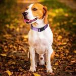 Alainzeo 4 Pack Adjustable Nylon Dog Collars