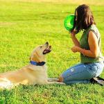 Alainzeo 4 Pack Adjustable Nylon Dog Collars