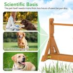 Dog Agility Training Set for Backyard Fun