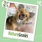 Nature Gnaws Extra Thin Bully Sticks for Puppies