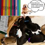 15 Adjustable Puppy Collars in 15 Colors