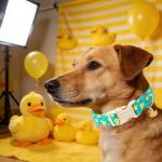 Ducky Pattern Adjustable Dog Collar for Small Dogs