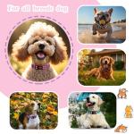 Reflective Dog Collars for All Breeds - 2 Pack