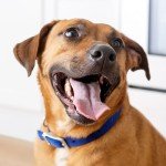 Kibbles 'N Bits Beef & Veggie Dog Food 45 lb