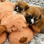 Snuggle Puppy Heartbeat Toy - Calming Plush for Dogs
