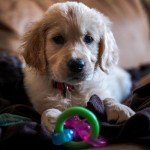 Bacon Flavor Puppy Chew Toy - Nylabone Pacifier