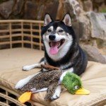 2-in-1 Squeaky Dog Toys – No Stuffing Duck