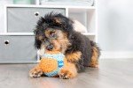 Chuckit! Indoor Fetch Ball Dog Toy - 4.75