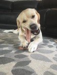 SPOT Bam-Bones T-Bone Chew Toy for Puppies