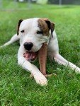 SPOT Bam-Bones T-Bone Chew Toy for Puppies