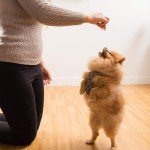 Freeze-Dried Chicken Treats for Dogs & Cats