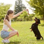 Durable Bamboo Chew Toy for Puppies & Dogs