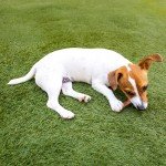 Durable Bamboo Chew Toy for Puppies & Dogs