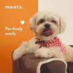 Stylish Large Dog Sofa with Pillows - Charcoal