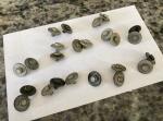 Ludwig 1960s Vintage Drum Shell Mounting Screws