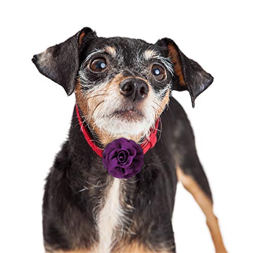WILLBOND 4 Pieces Dog Collar Flowers Multicolored Pet Flower Bow Tie Dog Charms Flower Set for Puppy Dog Collar Cat Grooming Accessories (Black, Blue Black, Dark Purple, Black Purple)
