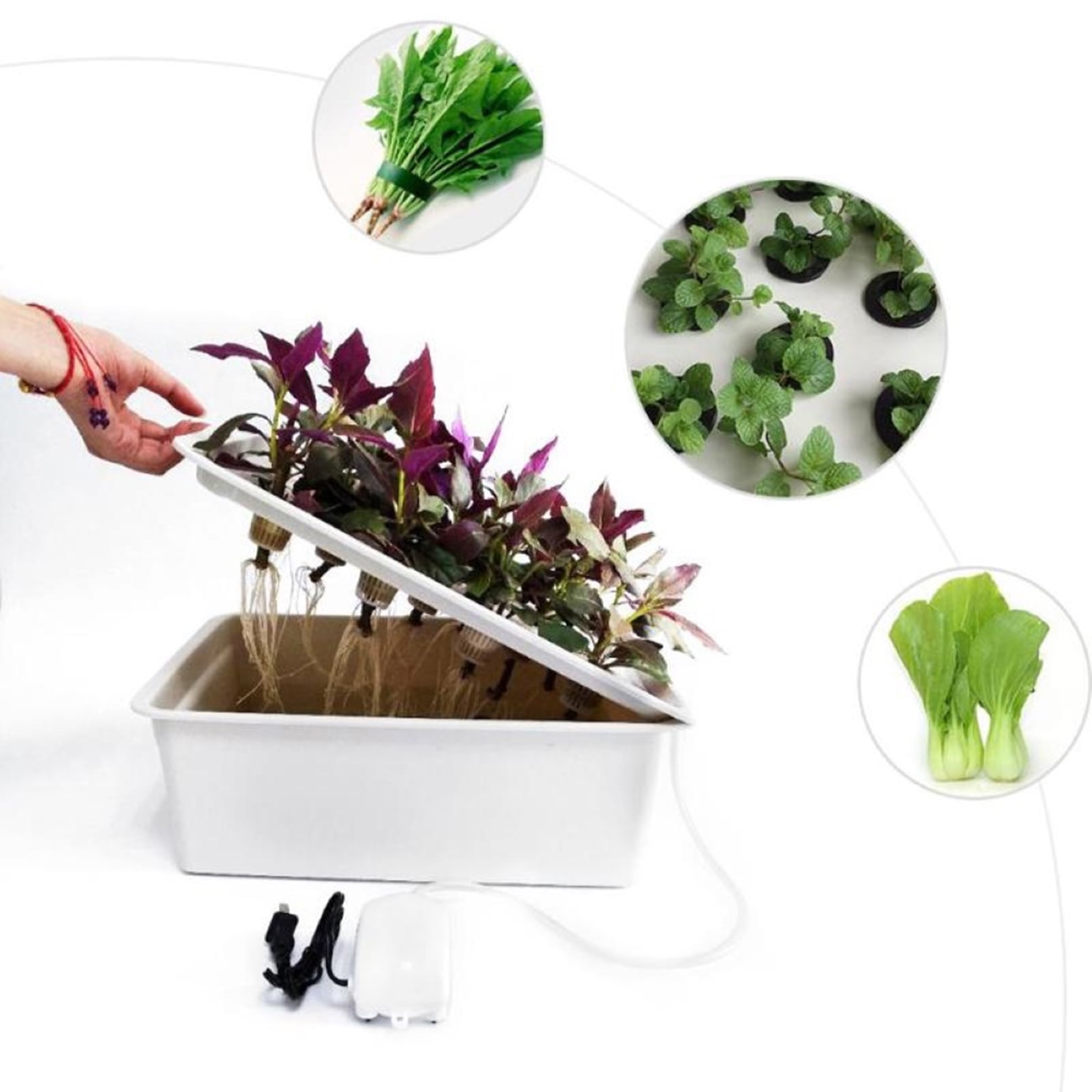 Suidie 6-Hole Indoor Hydroponic Grow Kit