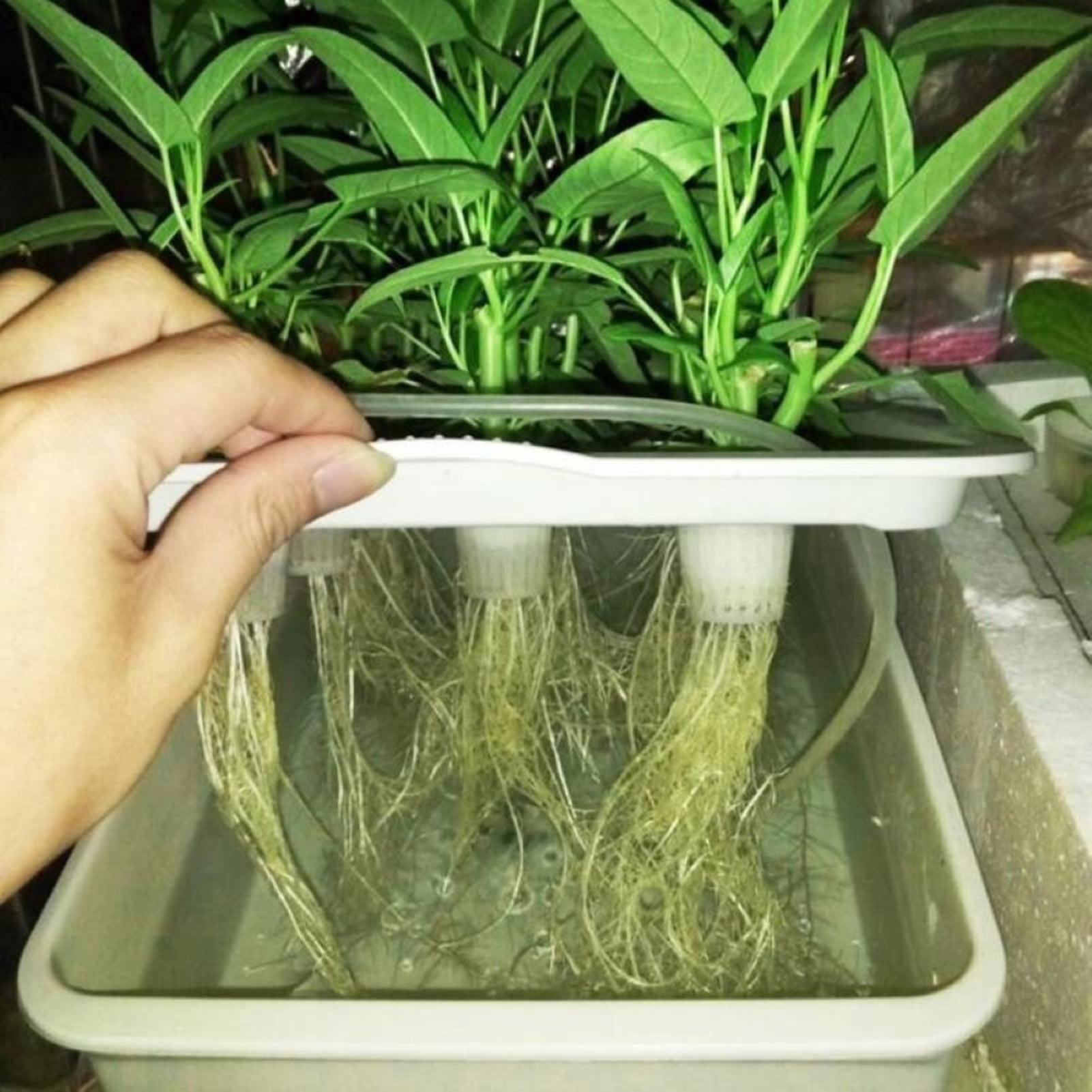 Suidie 6-Hole Indoor Hydroponic Grow Kit