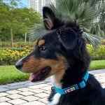 Eco-Friendly Reflective Dog Collar - Teal Wave