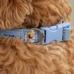Adjustable Water-Repellent Pet Collar - Sunflower Sky
