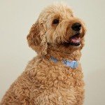 Adjustable Water-Repellent Pet Collar - Sunflower Sky