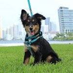 Eco-Friendly Reflective Dog Collar - Teal Wave