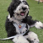 Vera Bradley Water-Repellent Pet Leash - Turtle Dream