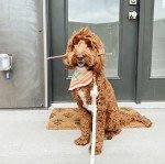 Organic Cotton Rope Leash for Small Dogs - 5FT