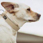 Eco-Friendly Hemp Dog Collar - Khaki, XS