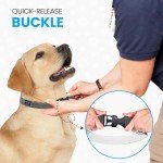 Pawsitive Hemp Collar for Sensitive Skin Dogs