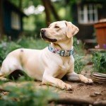 Custom Engraved Dog Collar with Adjustable Fit