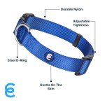 Royal Blue Dog Collar for Small Dogs - Durable & Stylish