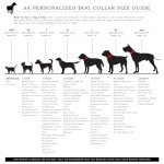 Custom Engraved Dog Collar with Adjustable Fit