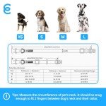 Royal Blue Dog Collar for Small Dogs - Durable & Stylish