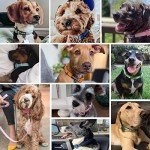 Navy Blueberry Pet Reflective Dog Collar for Medium Dogs