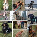 Durable 5ft Dog Leash – True Navy Nylon